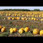 Sea of pumpkins