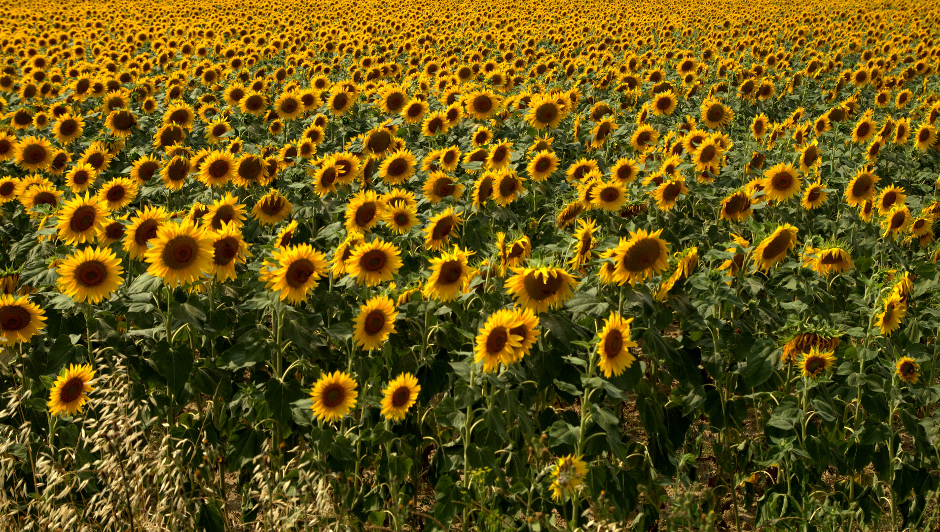 Sea of Sunflowers