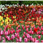Sea of tulips - Das farbenfrohe Blumenmeer