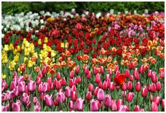 Sea of tulips - Das farbenfrohe Blumenmeer