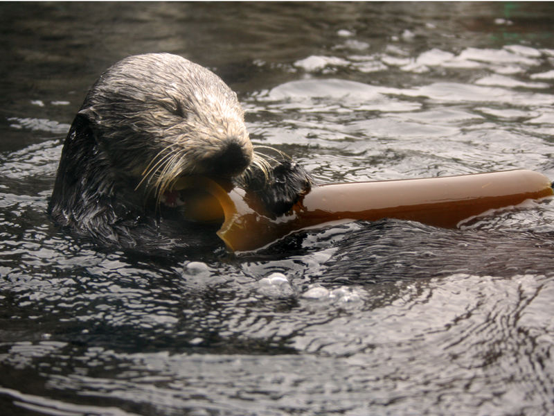 Sea Otter