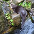 Sea Otter