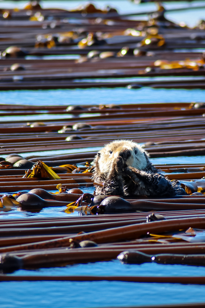 Sea otter 