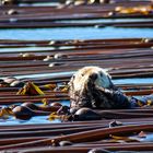 Sea otter 