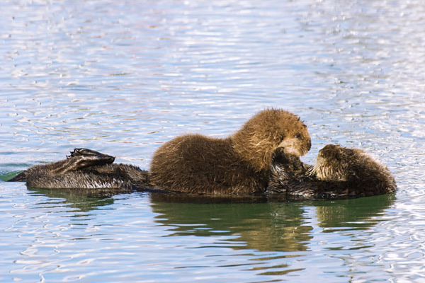 Sea Otter Mother and Pup