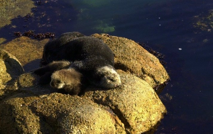 Sea Otter with Baby