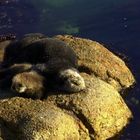 Sea Otter with Baby