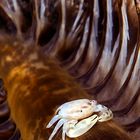 Sea pen crab
