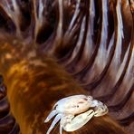 Sea pen crab