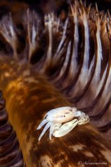 Sea pen crab