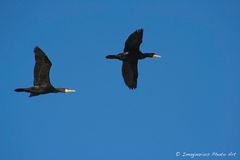 sea ravens - Kormorane über Bremen