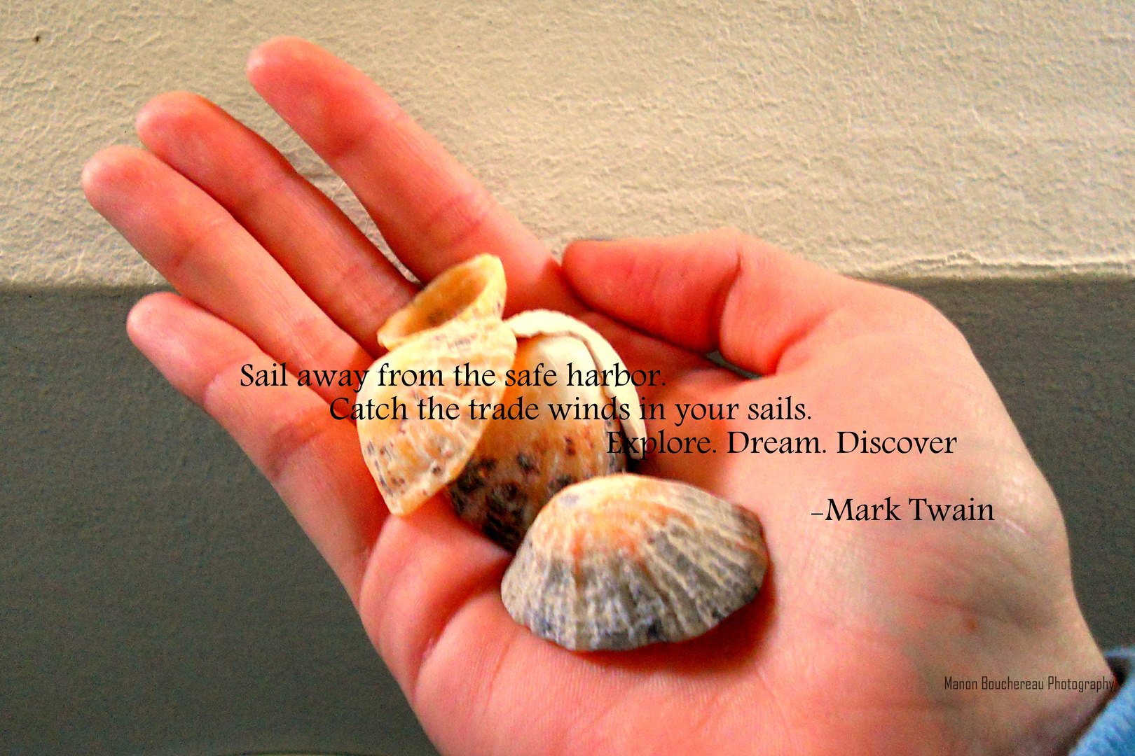 Sea shell