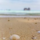 Sea Shell at the Beach