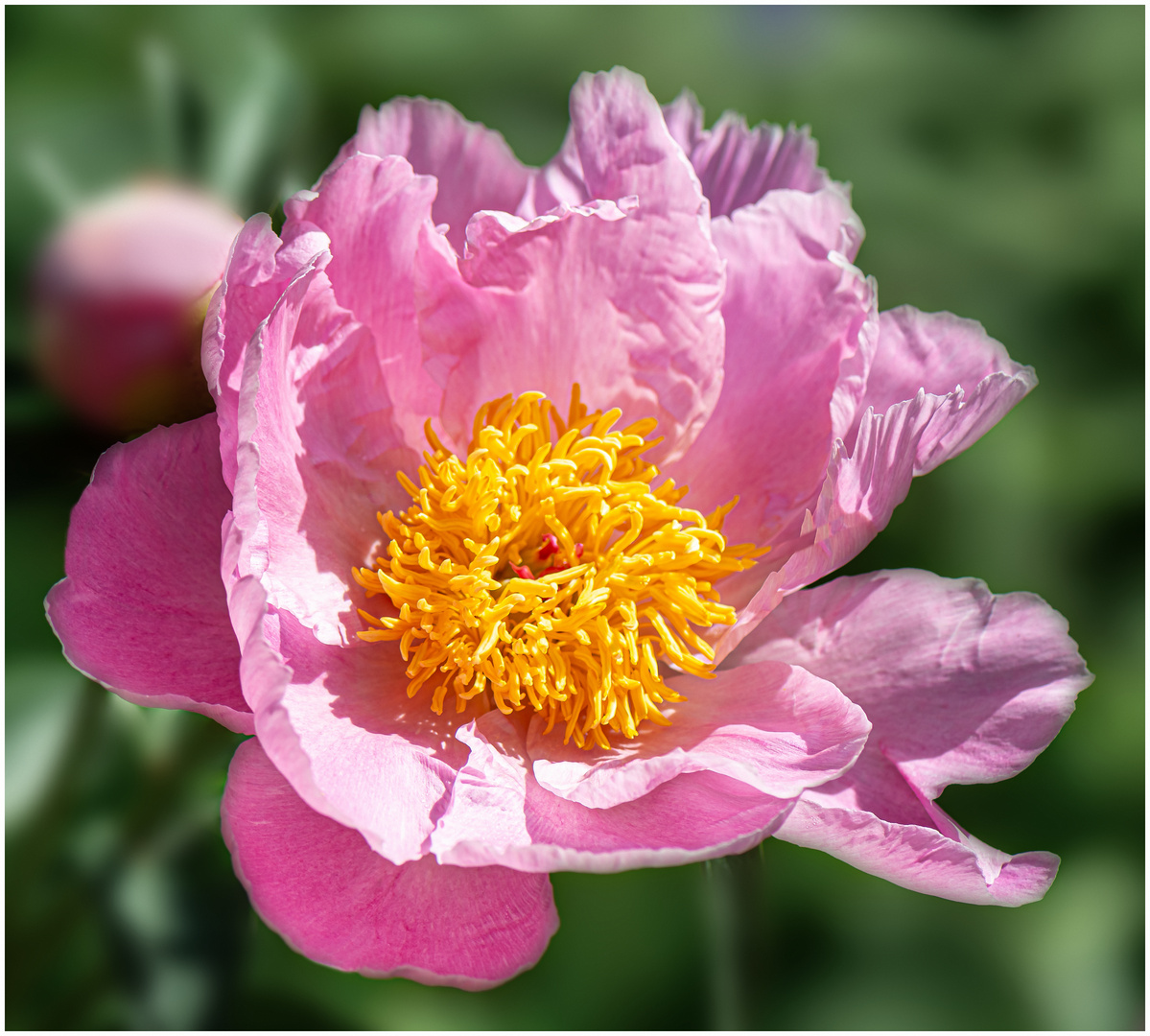 Sea Shell Pfingstrose Paeonia