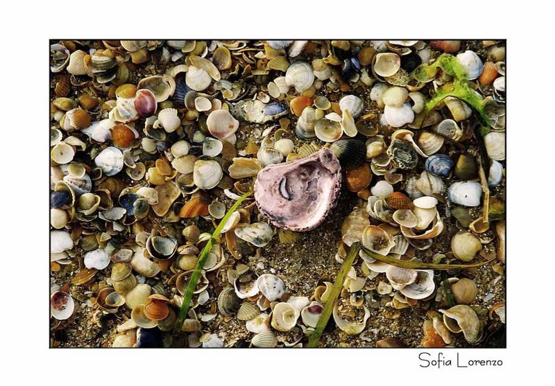 Sea-Shellcomposition