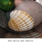 sea shells