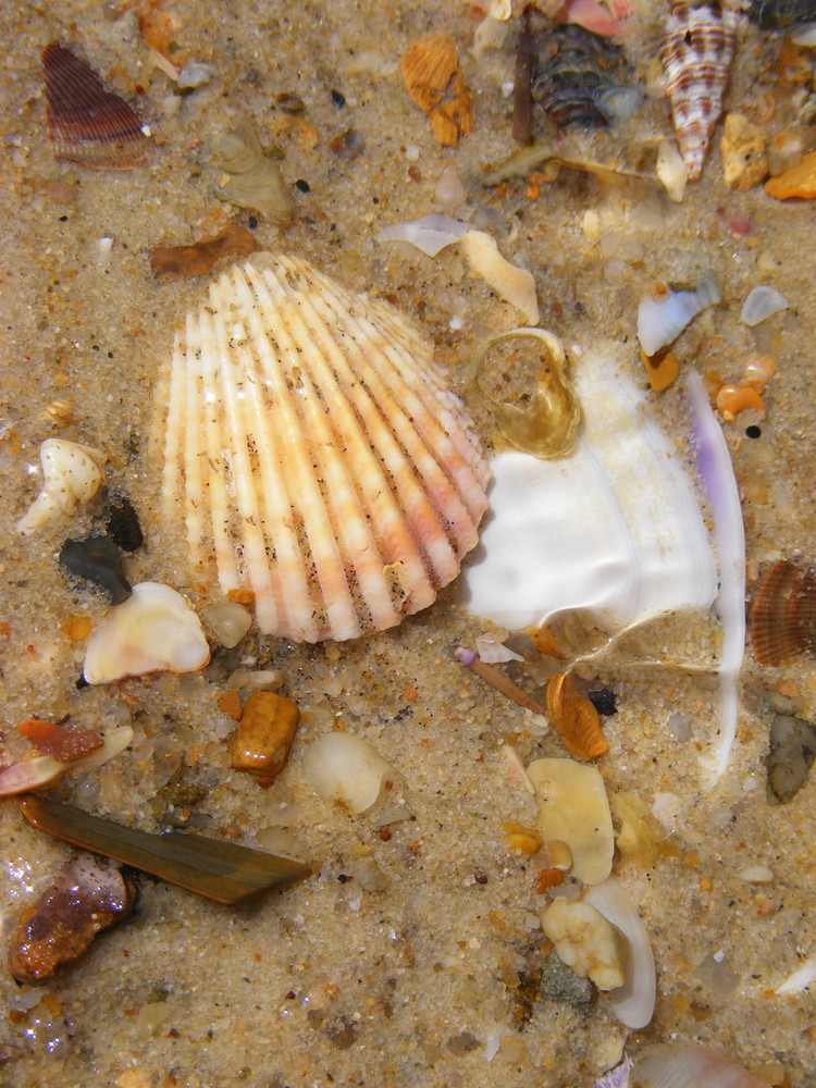 Sea Shells by the Sea Shore