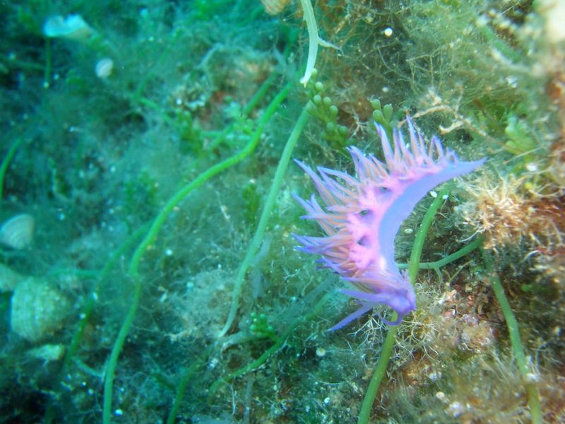 Sea slug