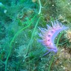 Sea slug