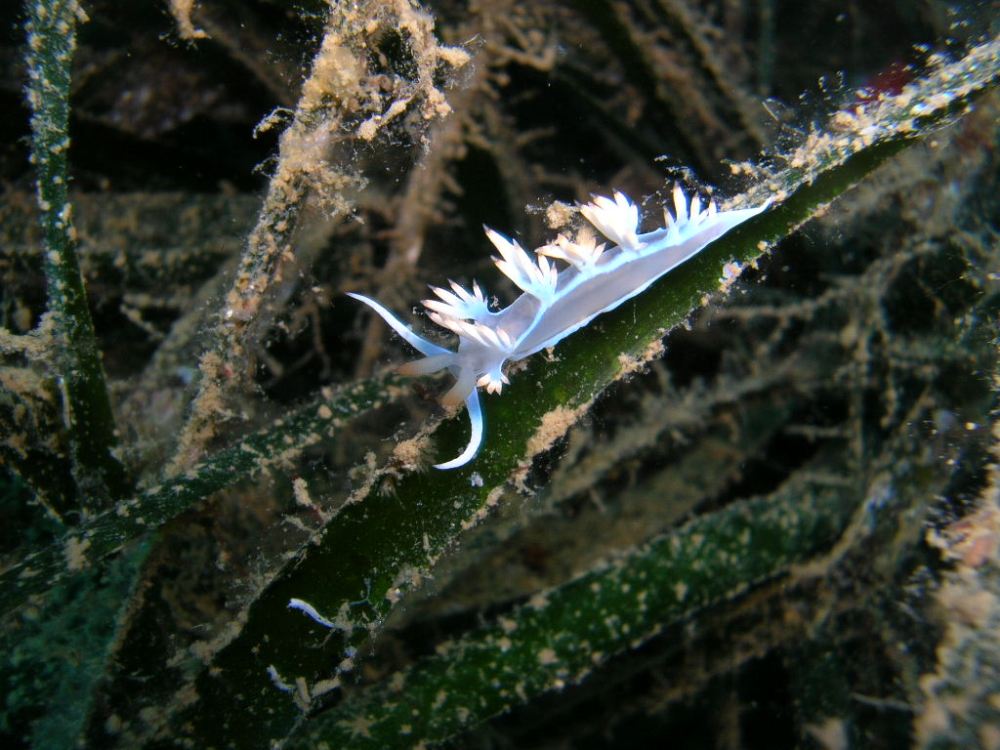 Sea slug