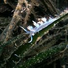 Sea slug