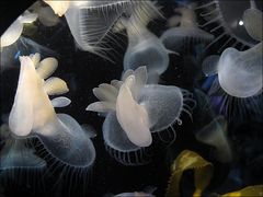 Sea slug - Monterey Aquarium