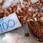 Sea snails and a Horseshoe crab