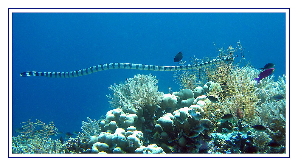 Sea Snake