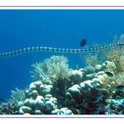 Sea Snake