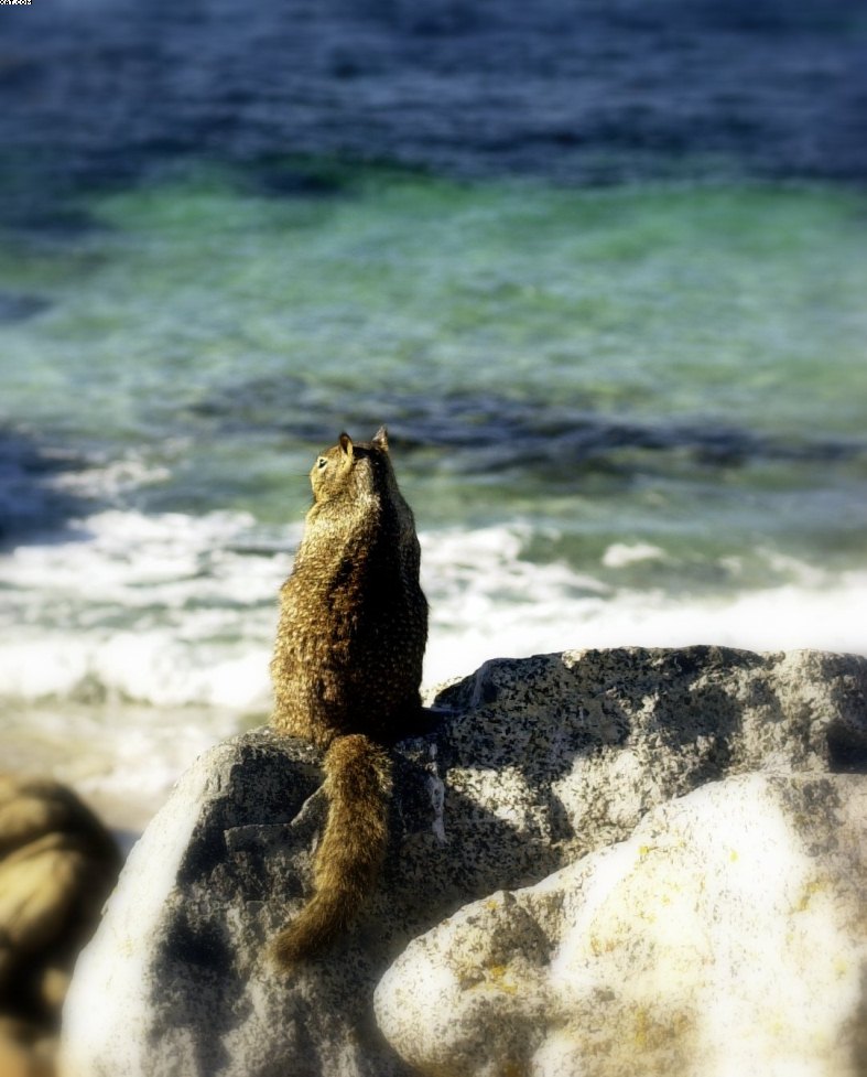 "Sea Squirrel"__"Meerhoernchen"