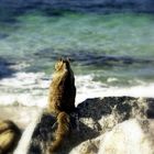 "Sea Squirrel"__"Meerhoernchen"