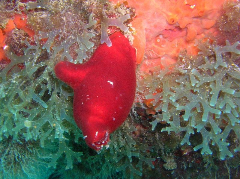 Sea squirt