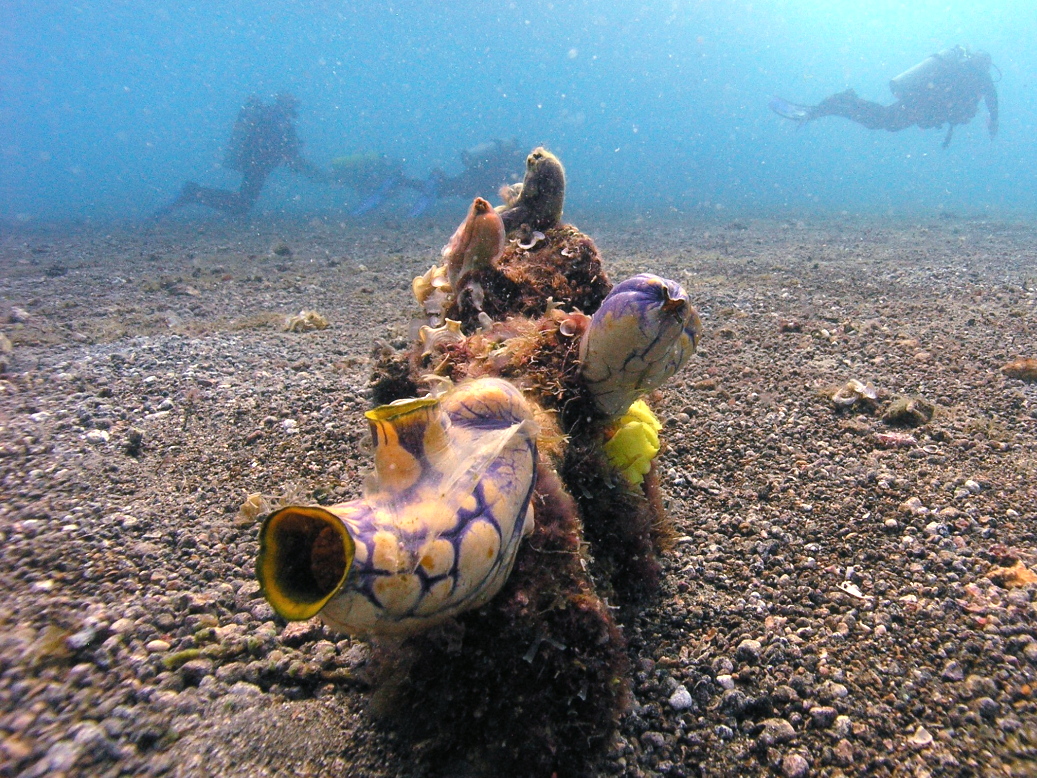 sea squirt in PNG