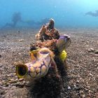 sea squirt in PNG