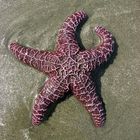 Sea Star