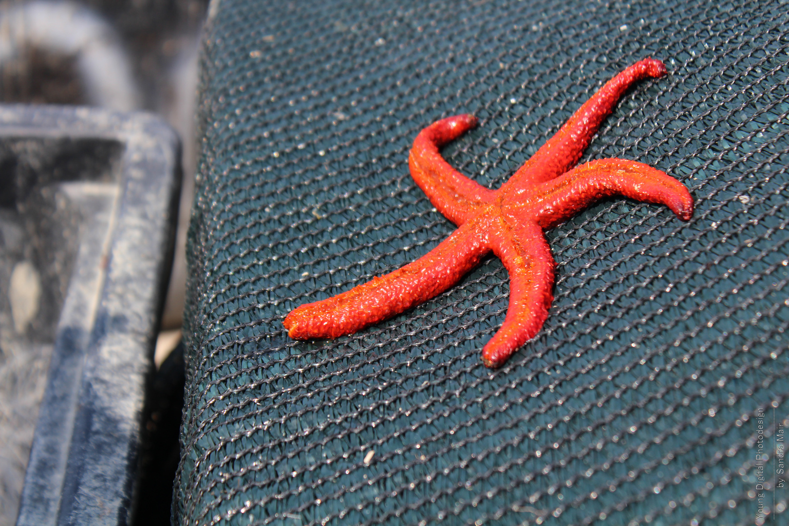 Sea star