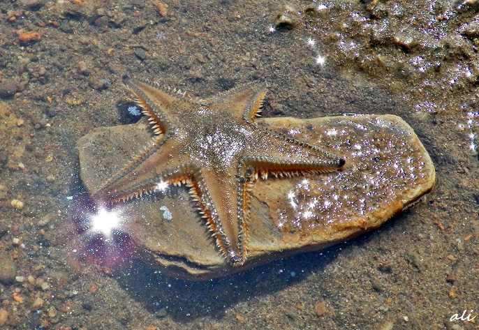 Sea Star