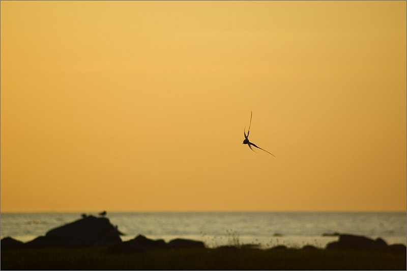 Sea Swallow