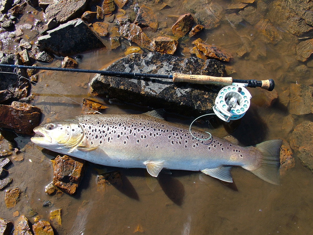 Sea Trout.