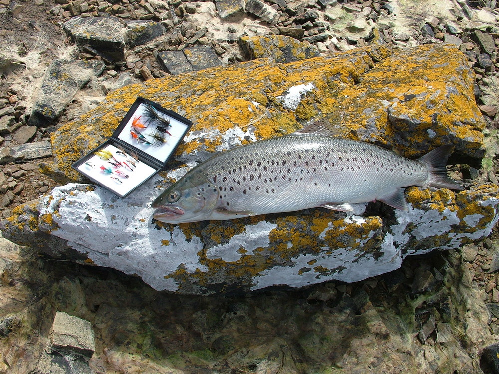 Sea Trout