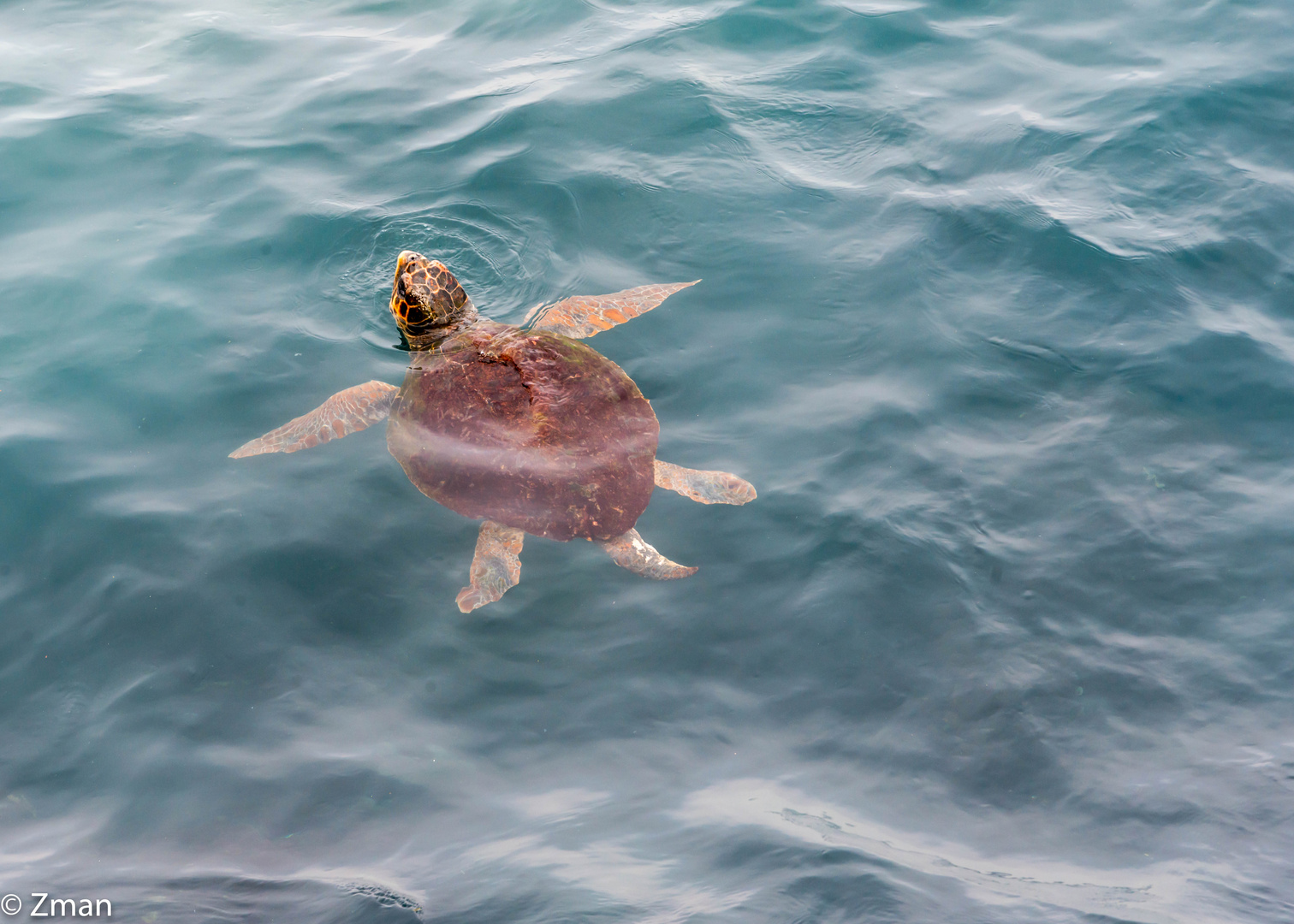 Sea Turtle