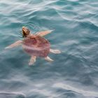 Sea Turtle