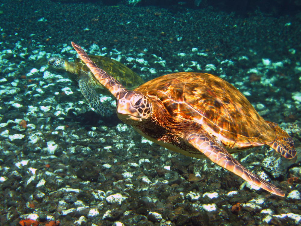 Sea Turtle