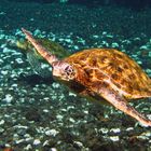 Sea Turtle