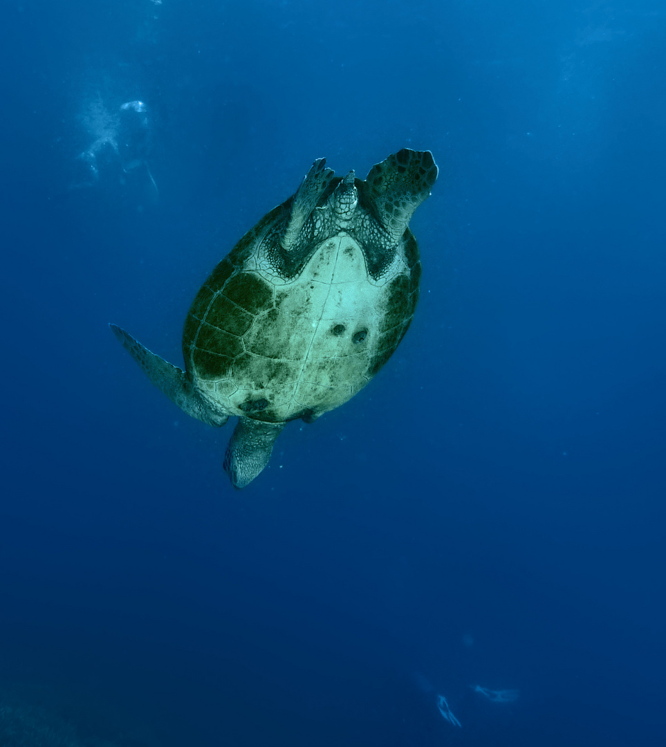 Sea-turtle