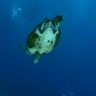 Sea-turtle