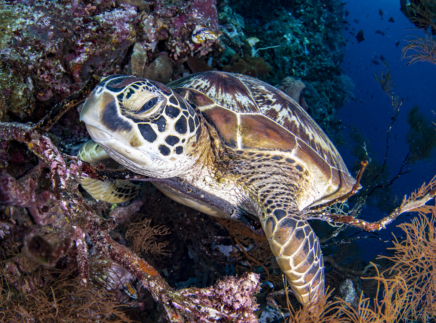 sea turtle