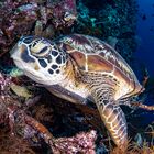 sea turtle