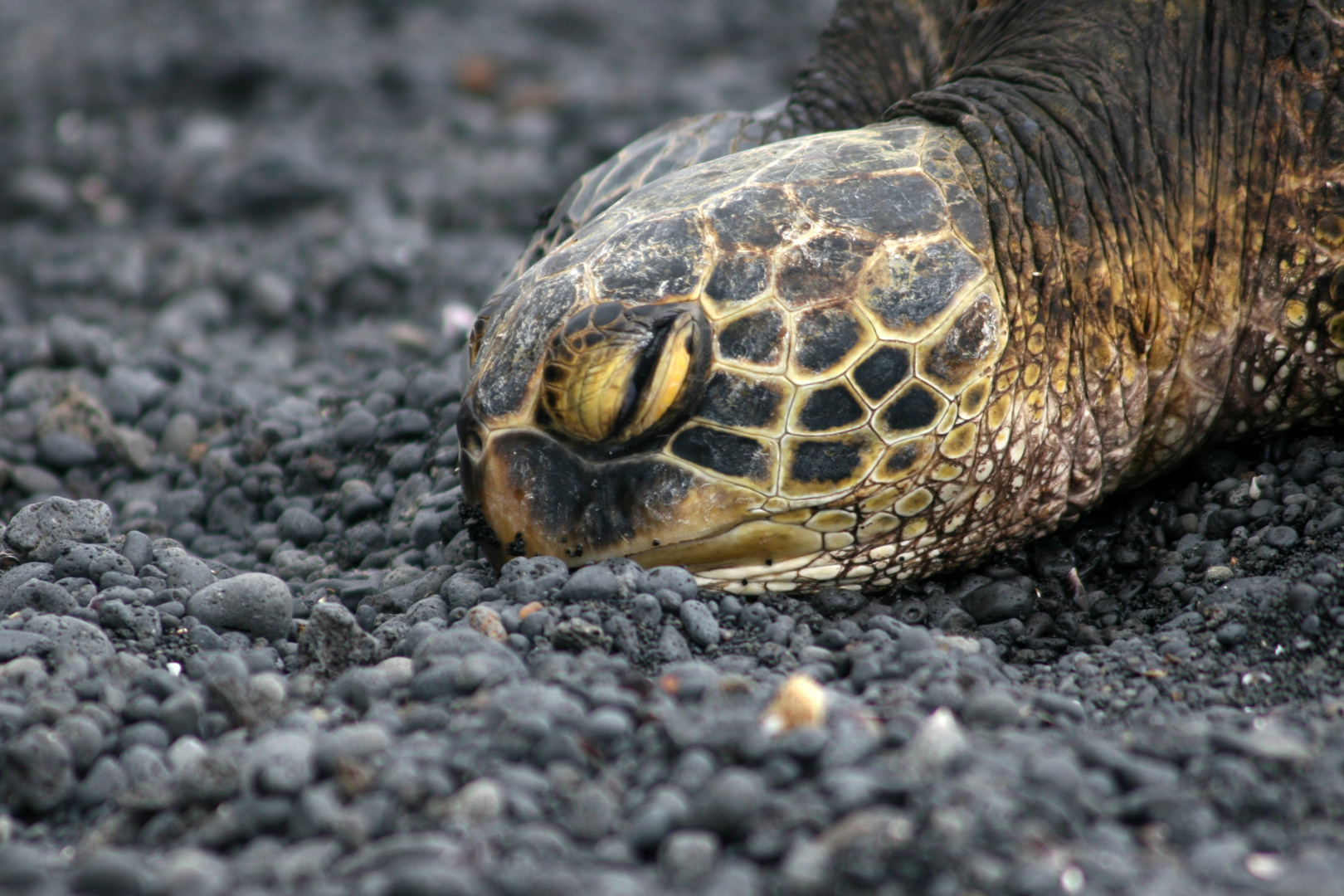 Sea Turtle auf Big Island, Hawaii