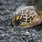 Sea Turtle auf Big Island, Hawaii